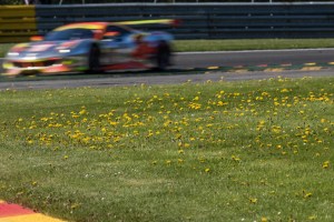 #61 Clearwater Racing Ferrari 488 GTE - Weng Sun MOK \ Keita SAWA \ Matthew GRIFFIN